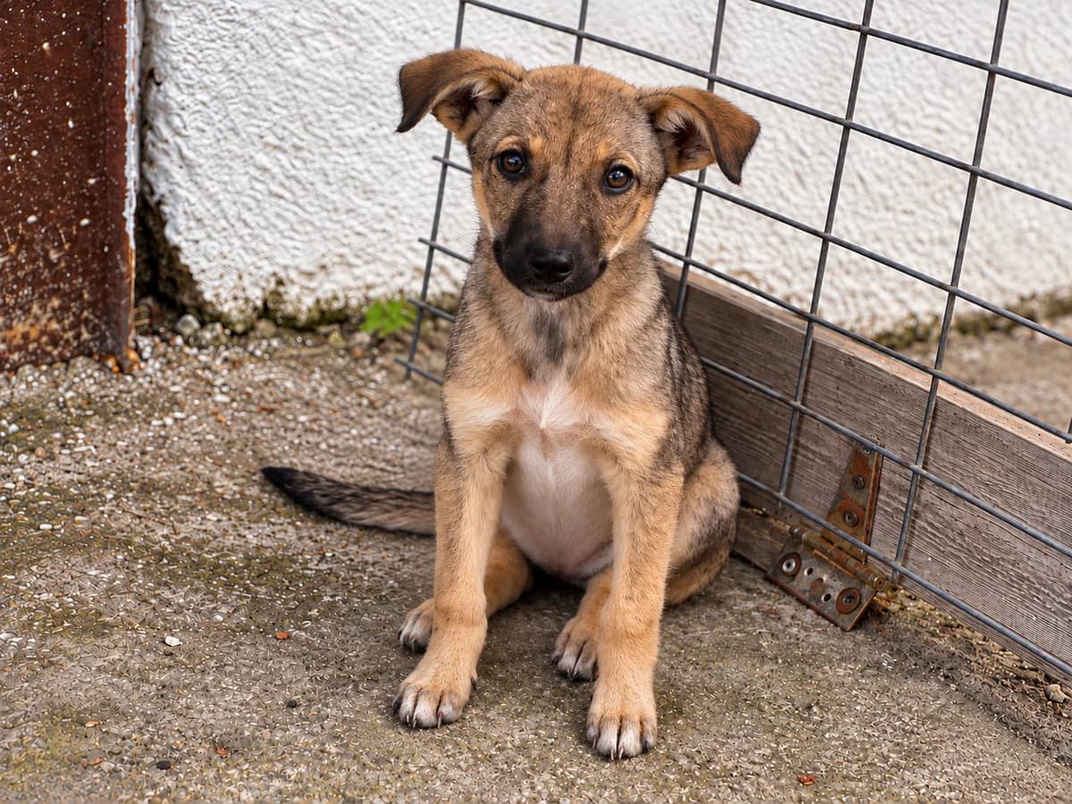 Chai, female puppy Mixed Breed for adoption at Tierrettung International e.V.