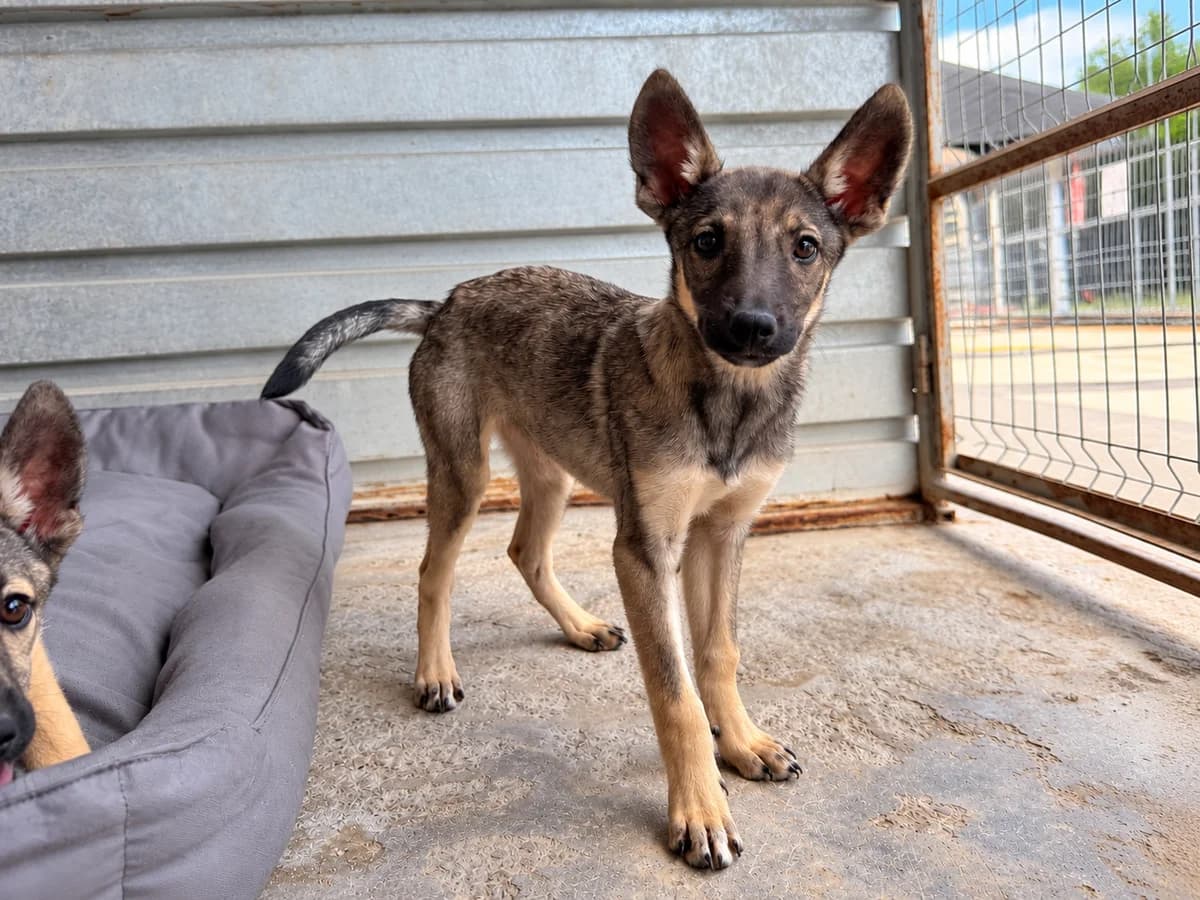 Cashew, female puppy Mixed Breed for adoption at Tierrettung International e.V.
