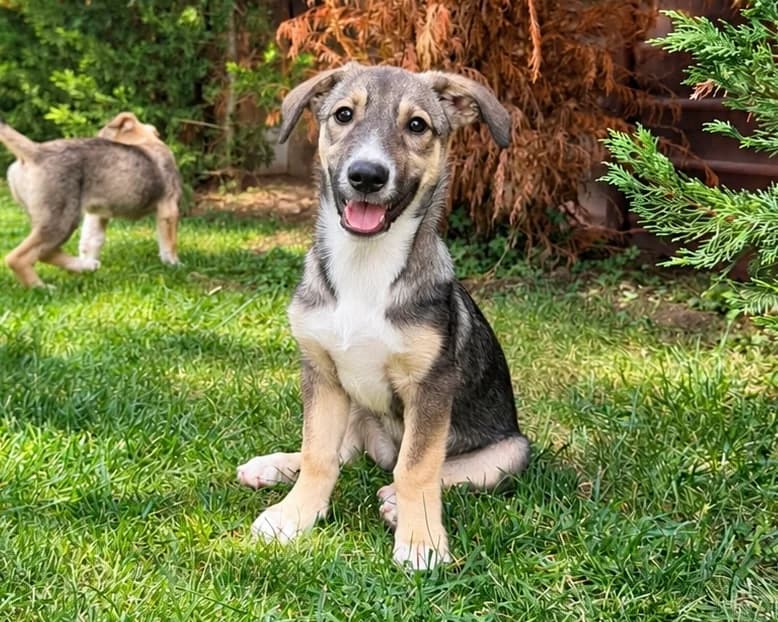 Bela, female puppy Mixed Breed for adoption at Tierrettung International e.V.