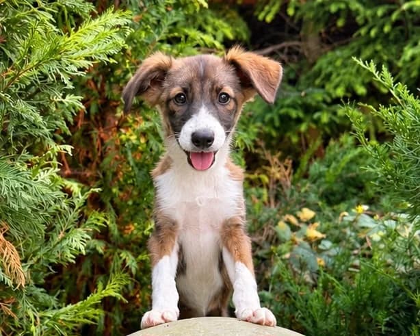 Bonny, female puppy Mixed Breed for adoption at Tierrettung International e.V.