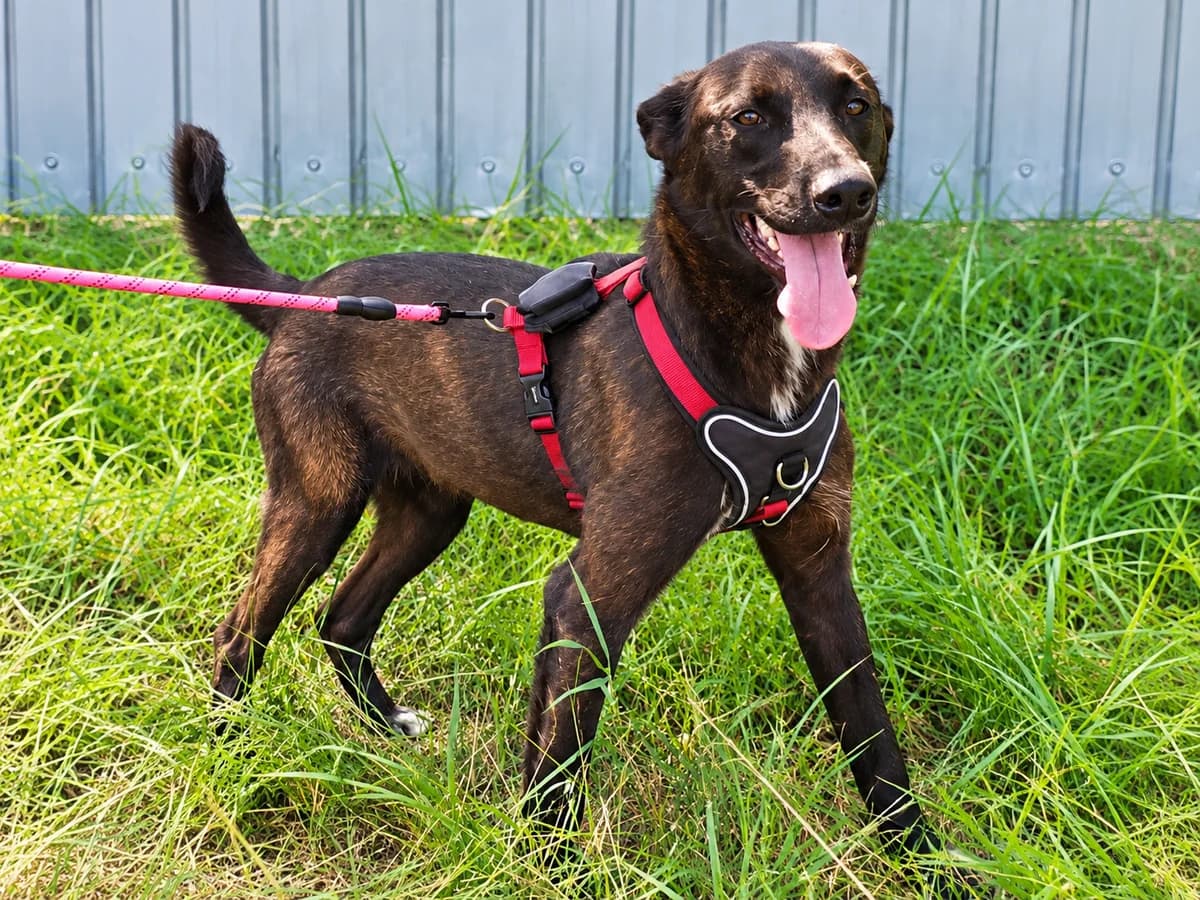 Angelina, female young Mixed Breed for adoption at Tierrettung International e.V.