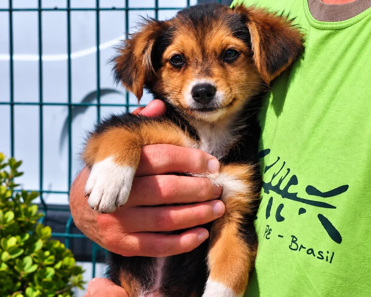Basima, female puppy Mixed Breed for adoption at Tierrettung International e.V.
