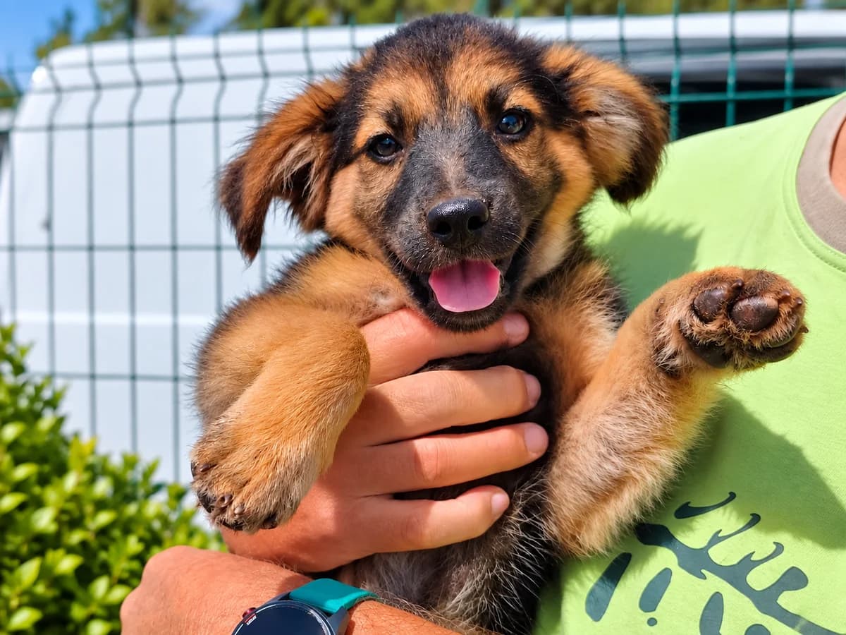 Boomer, male puppy Mixed Breed for adoption at Tierrettung International e.V.