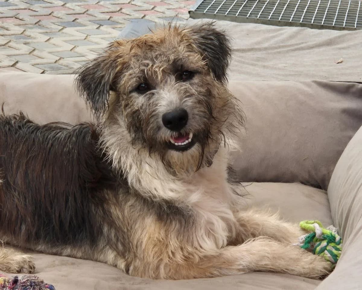 Fergy – PLZ 39291, female young Mixed Breed for adoption at Tierrettung International e.V.