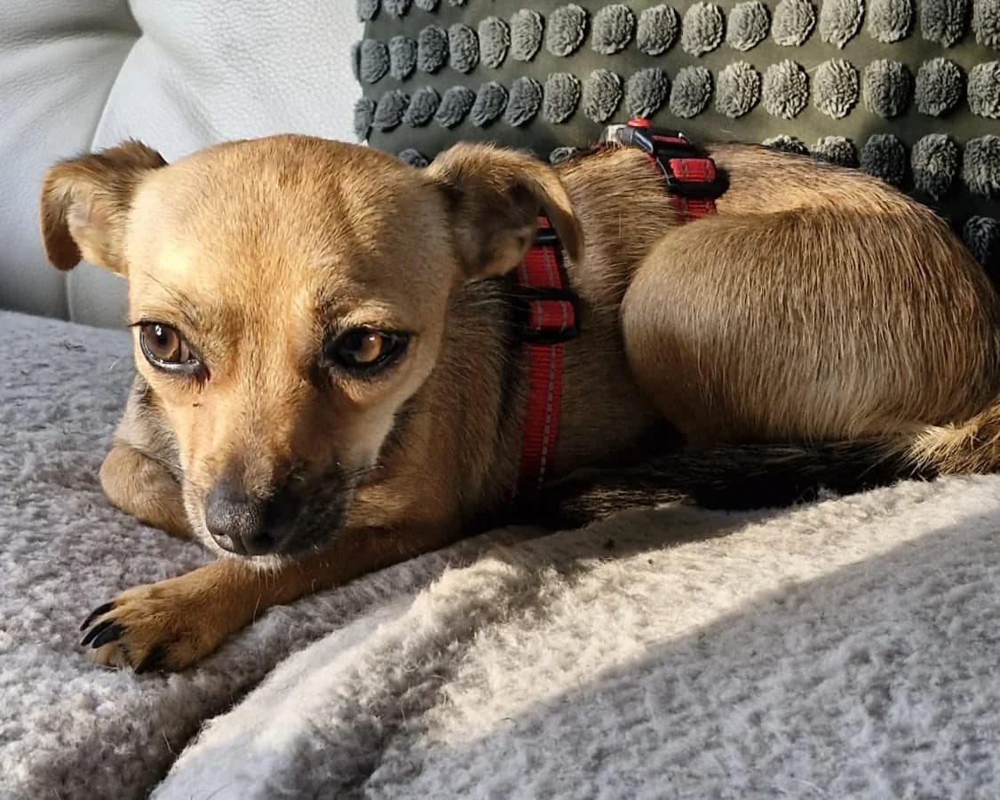 Luna, female young Mixed Breed for adoption at Tierrettung International e.V.