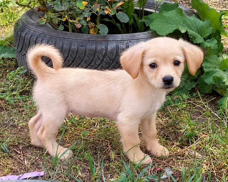 Alva, female puppy Mixed Breed for adoption at Tierrettung International e.V.