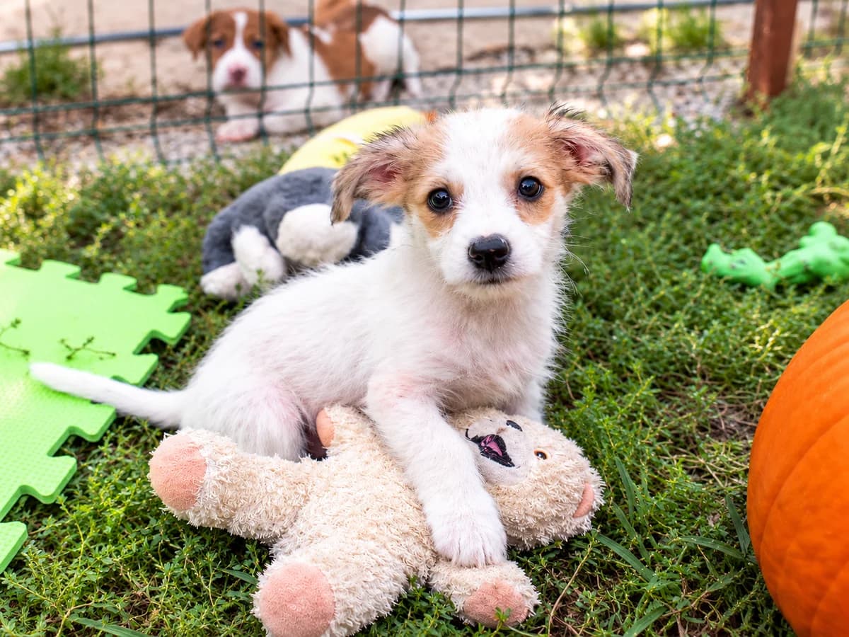 Torin, male puppy Mixed Breed for adoption at Tierrettung International e.V.