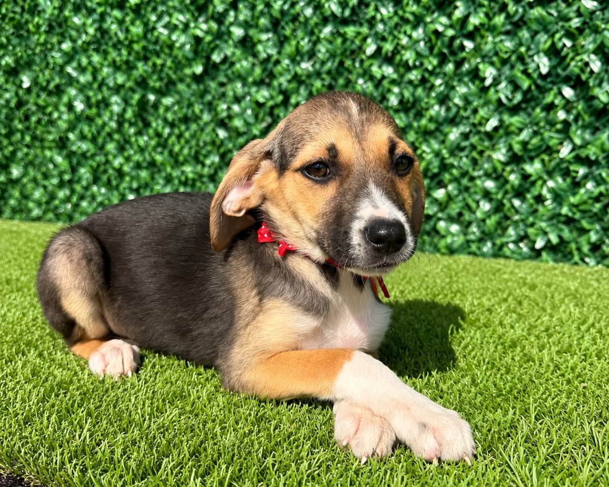 Marla, female puppy Mixed Breed for adoption at Tierrettung International e.V.