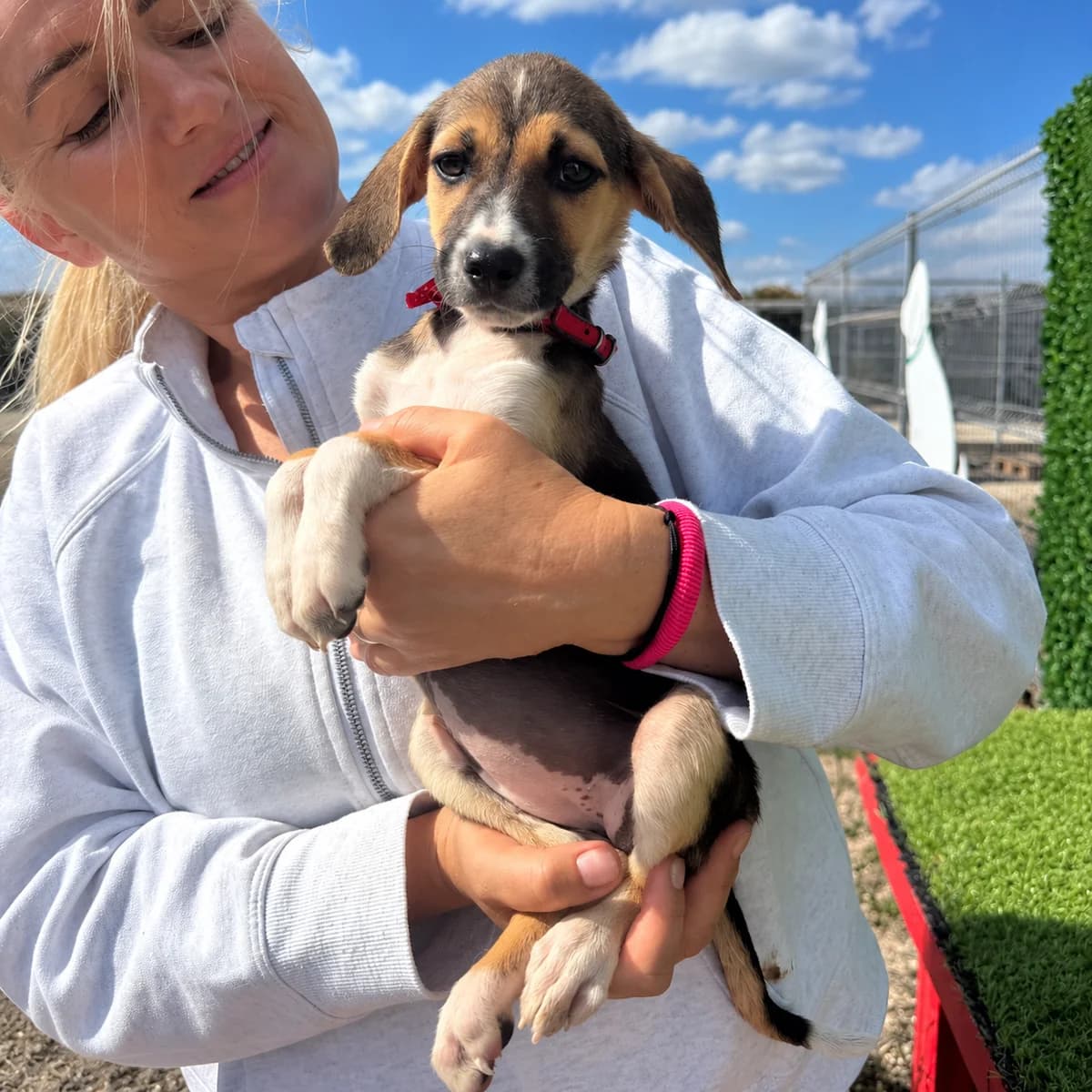 Marla, female puppy Mixed Breed for adoption at Tierrettung International e.V.