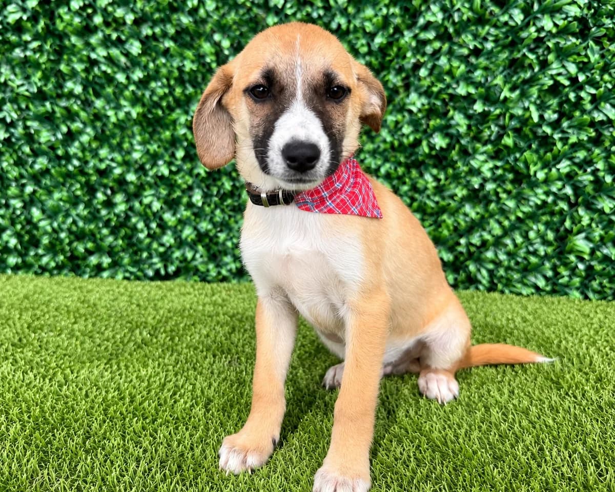 Maico, male puppy Mixed Breed for adoption at Tierrettung International e.V.