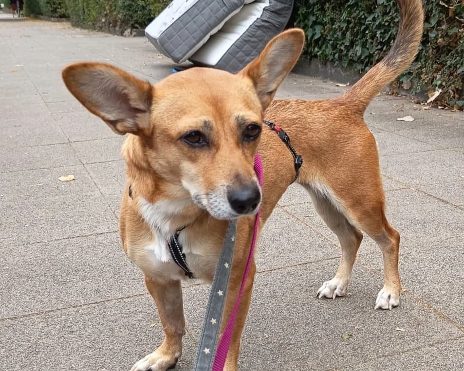 Lola, female young Mixed Breed for adoption at Tierrettung International e.V.
