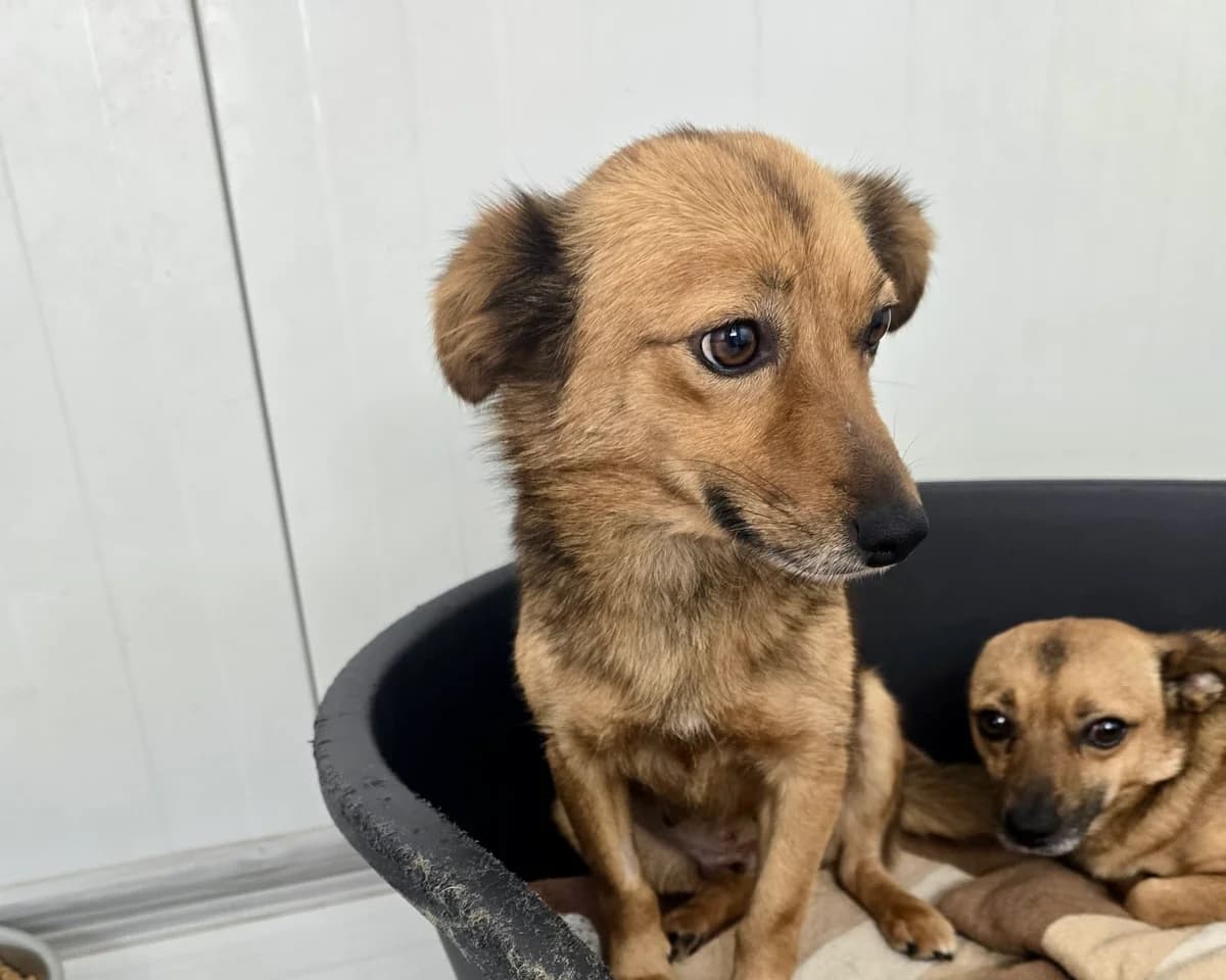 Lieschen – PLZ 27367, female 3yo Mixed Breed for adoption at Tierrettung International e.V.