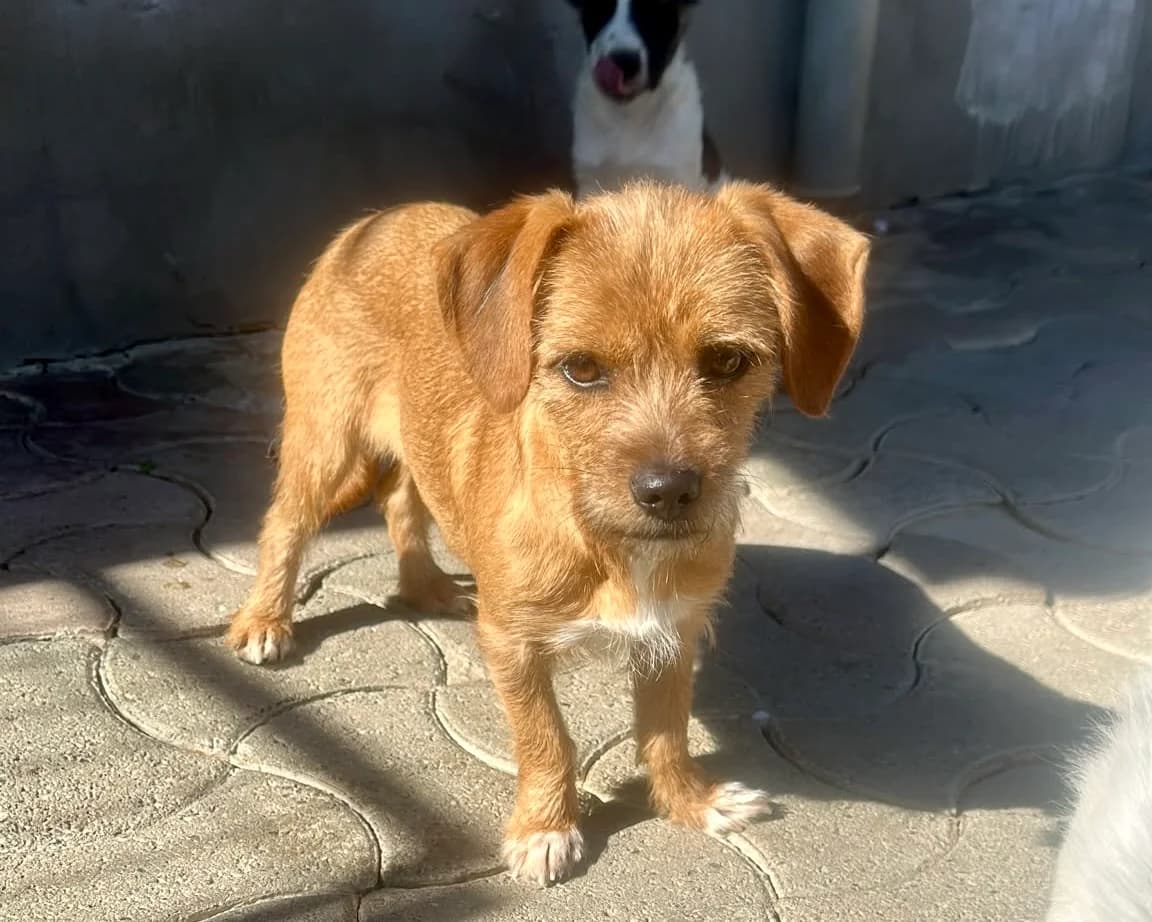 Mila β PLZ 51469, female young Mixed Breed for adoption at Tierrettung International e.V.