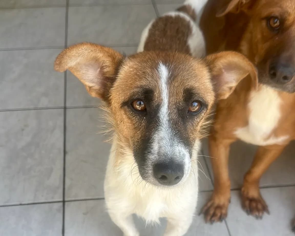 Chloey β PLZ 51469, female young Mixed Breed for adoption at Tierrettung International e.V.