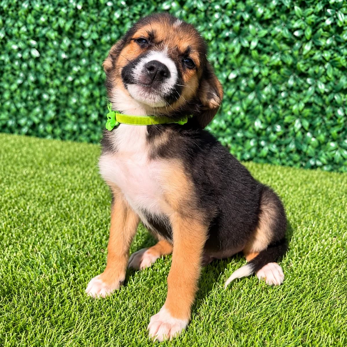 Makano, male puppy Mixed Breed for adoption at Tierrettung International e.V.