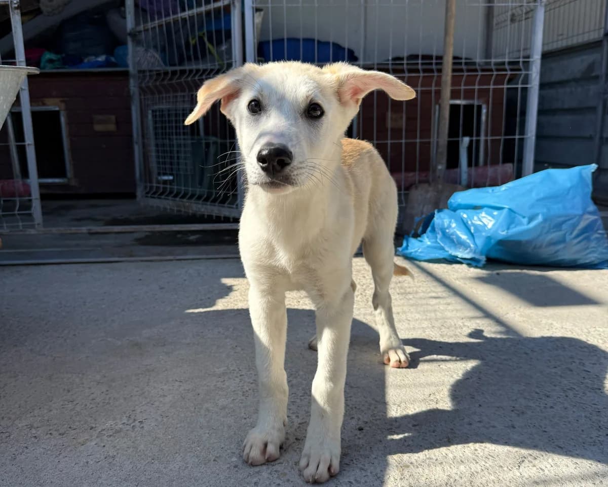 Kea, female puppy Mixed Breed for adoption at Tierrettung International e.V.