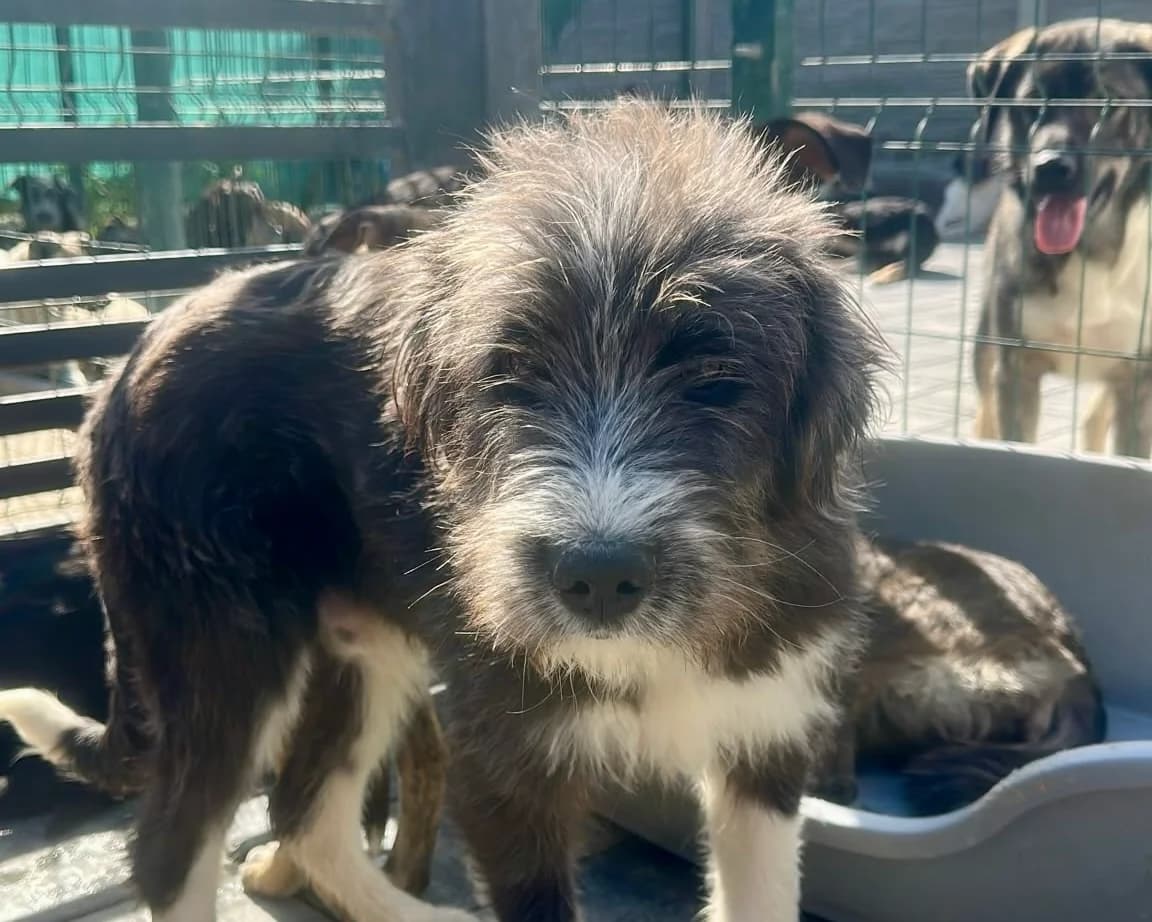 Rocky, male puppy Mixed Breed for adoption at Tierrettung International e.V.