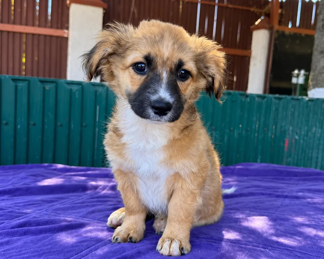 Renda, female puppy Mixed Breed for adoption at Tierrettung International e.V.