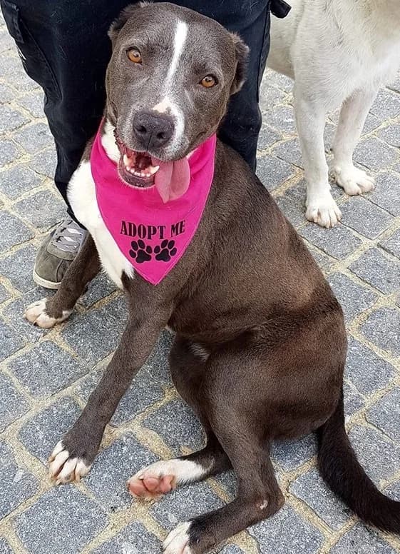 Nikita, female Mixed Breed for adoption at Tierrettung Portugal e.V., Mühlheim am Main
