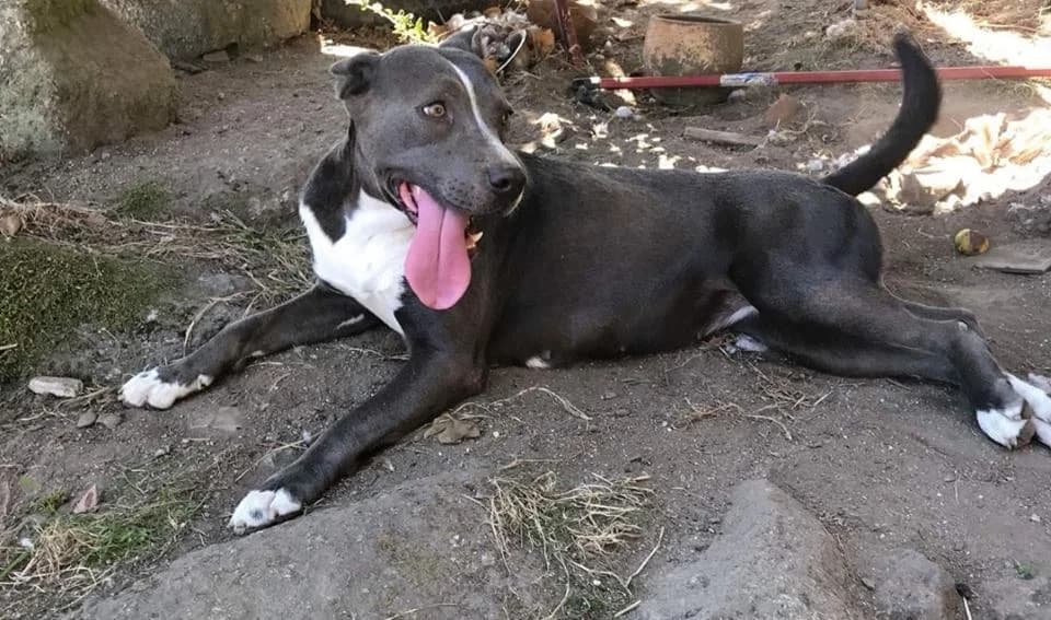 Nikita, female Mixed Breed for adoption at Tierrettung Portugal e.V., Mühlheim am Main