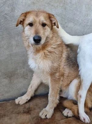Mia, male Mixed Breed for adoption at Tierrettung Portugal e.V., Mühlheim am Main