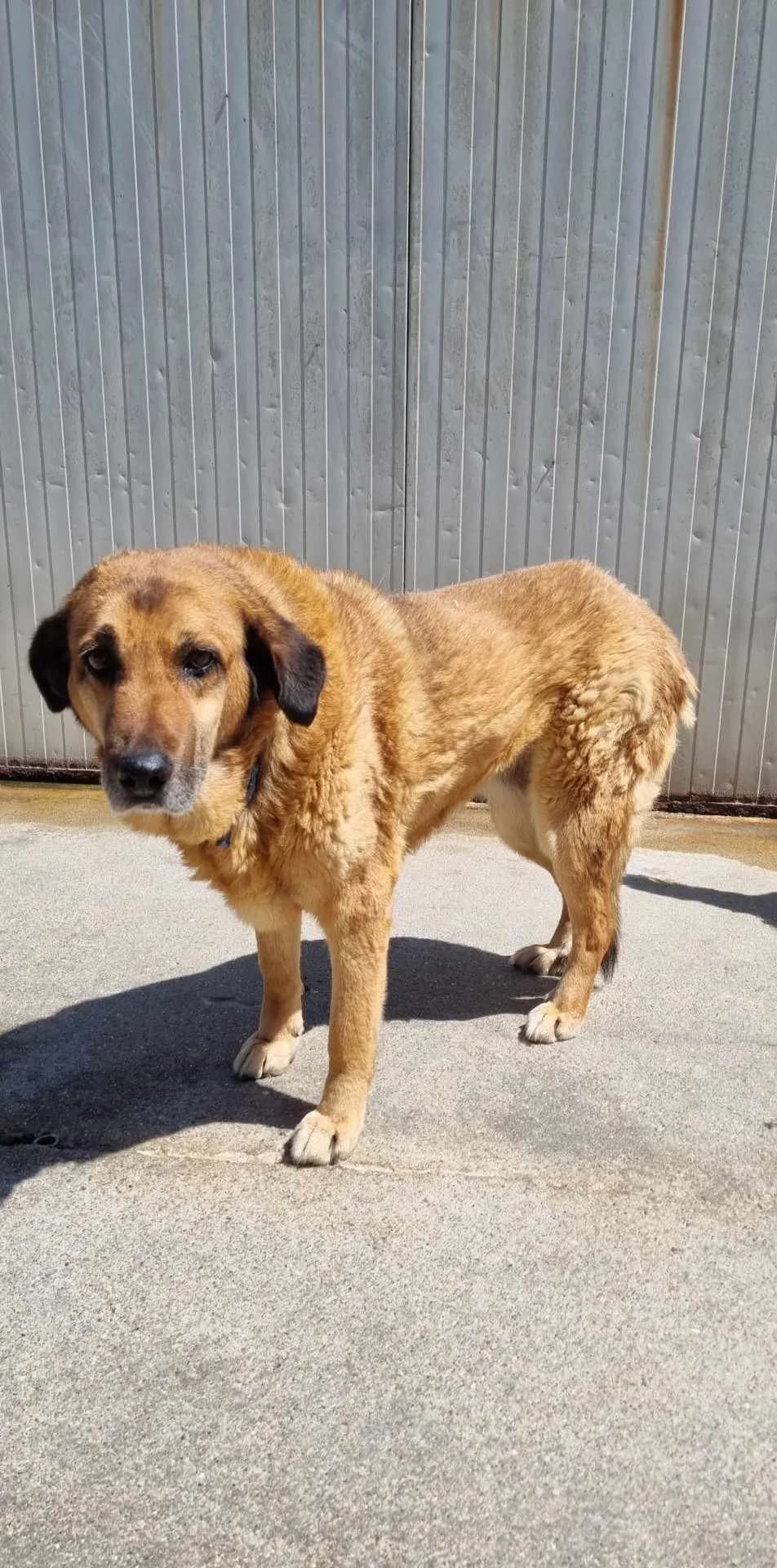 Sena, female Mixed Breed for adoption at Tierrettung Portugal e.V., Mühlheim am Main