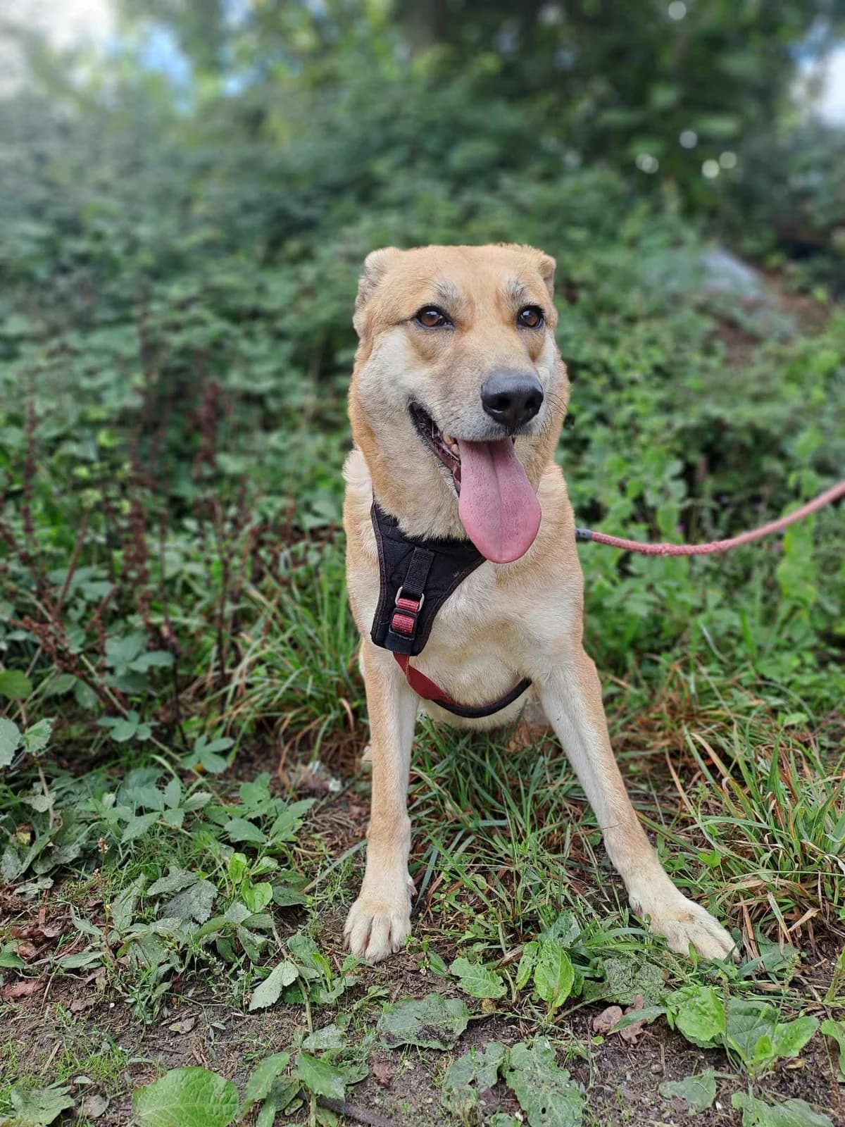 Pastora, female Mixed Breed for adoption at Tierrettung Portugal e.V., Mühlheim am Main