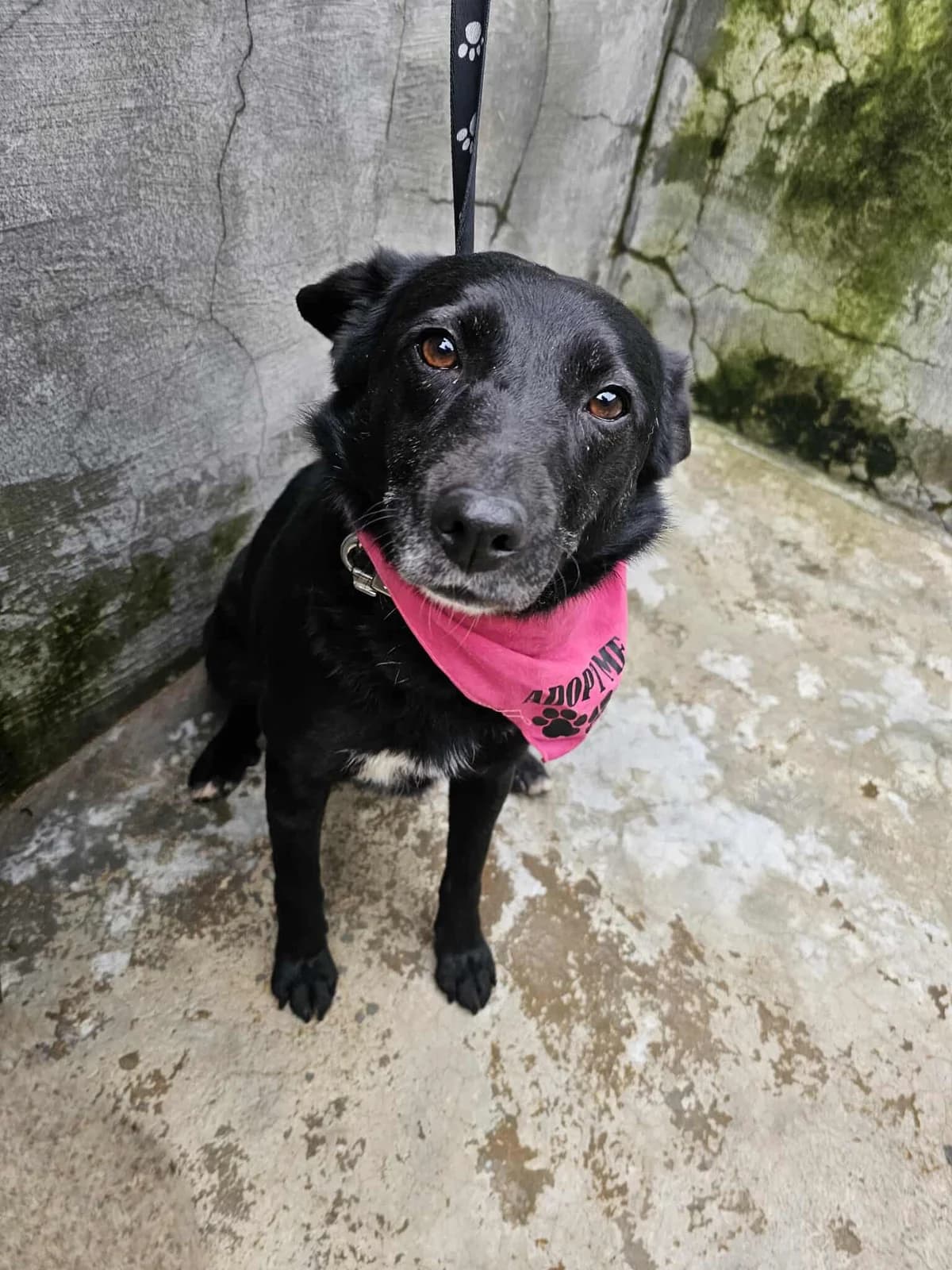 Estela, female Mixed Breed for adoption at Tierrettung Portugal e.V., Mühlheim am Main