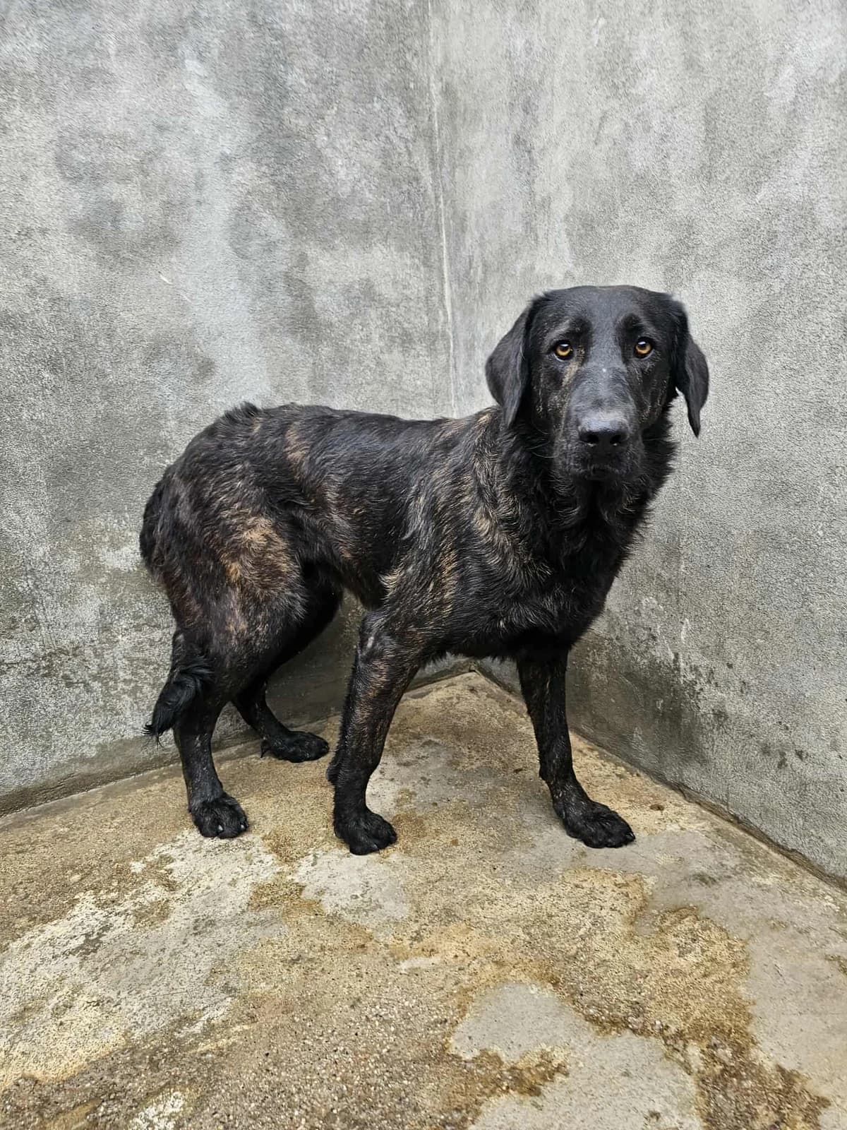 Querida, female Mixed Breed for adoption at Tierrettung Portugal e.V., Mühlheim am Main