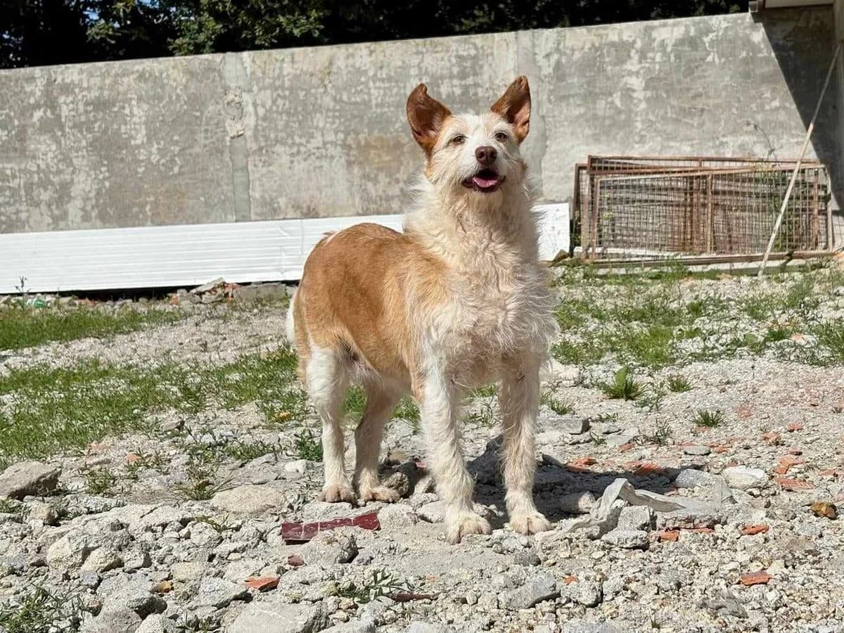 Dumba, female Mixed Breed for adoption at Tierrettung Portugal e.V., Mühlheim am Main