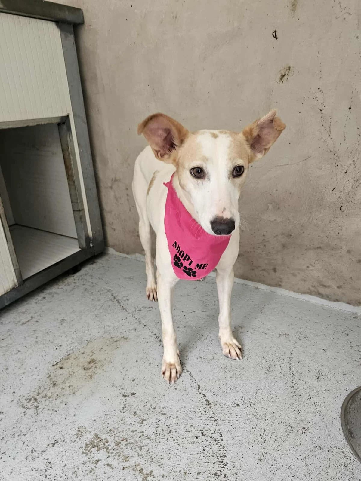 Fininha, female Mixed Breed for adoption at Tierrettung Portugal e.V., Mühlheim am Main