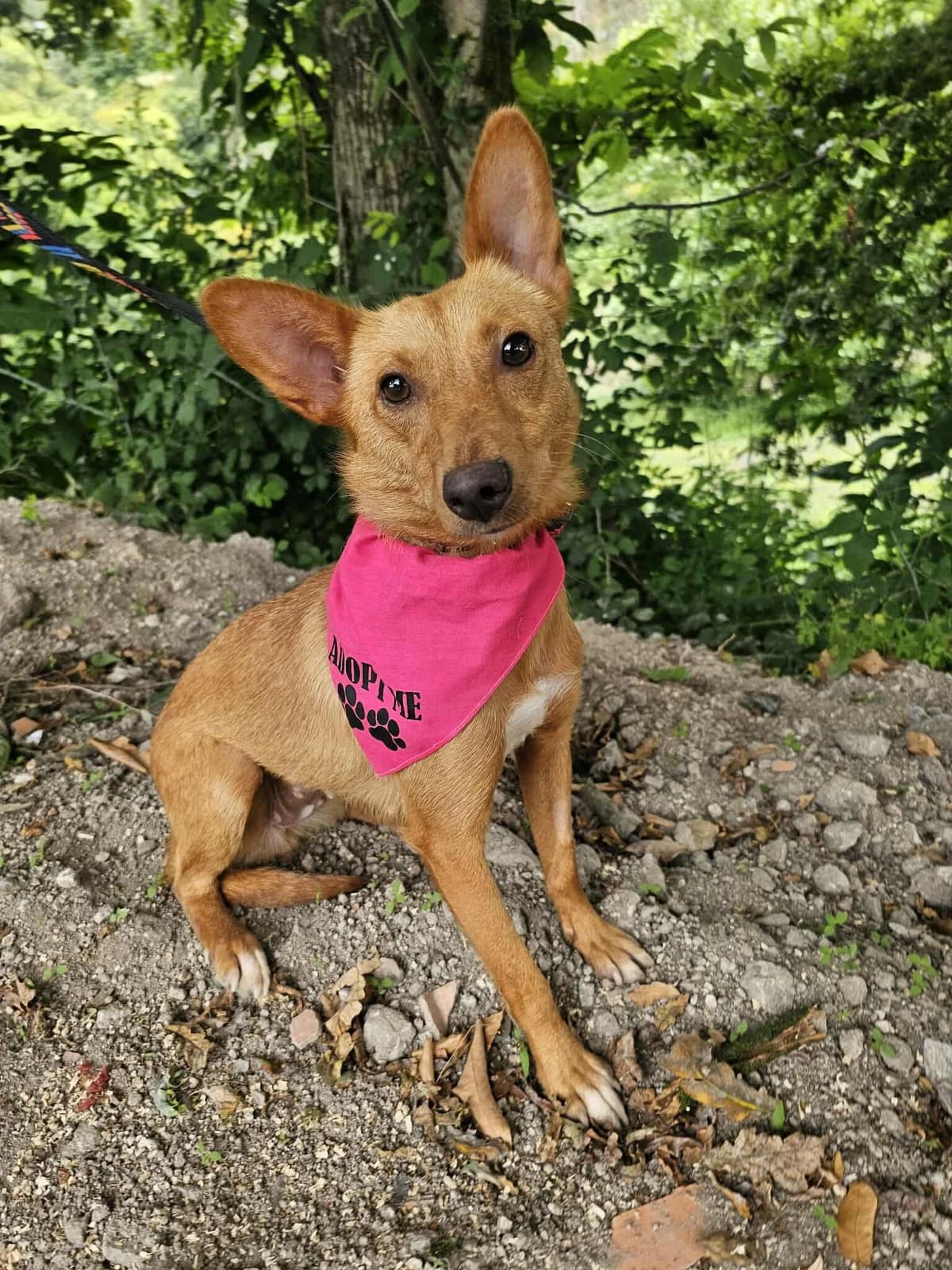 Joia, female Mixed Breed for adoption at Tierrettung Portugal e.V., Mühlheim am Main