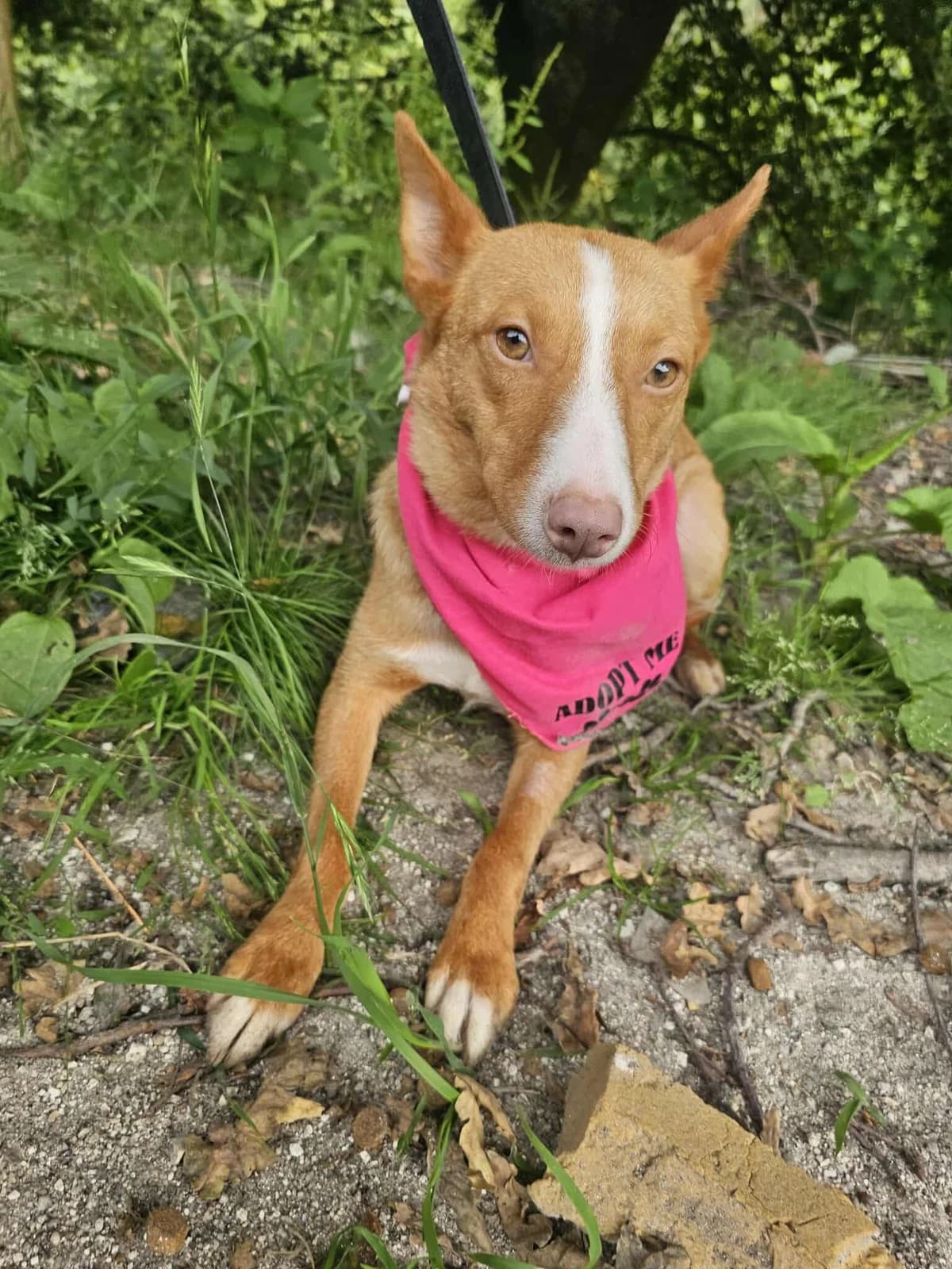 Matthea, female Mixed Breed for adoption at Tierrettung Portugal e.V., Mühlheim am Main