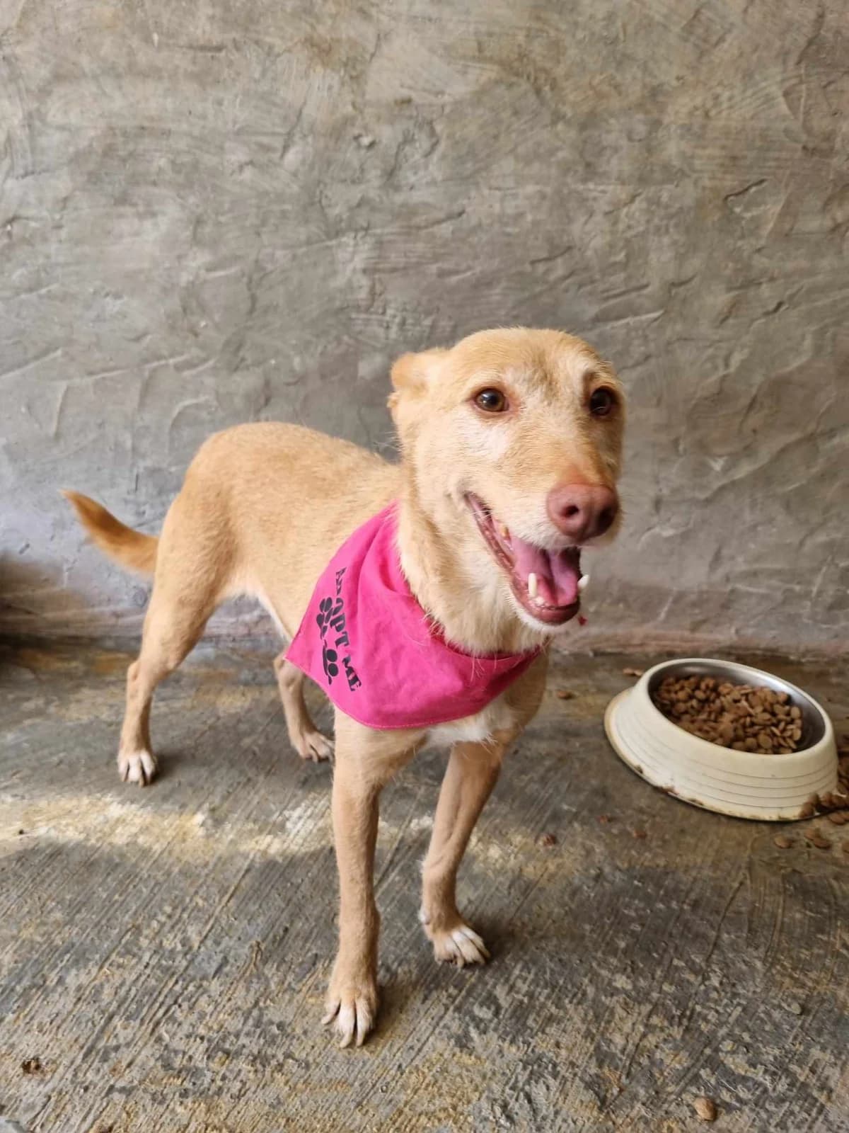 Boneca, female Mixed Breed for adoption at Tierrettung Portugal e.V., Mühlheim am Main