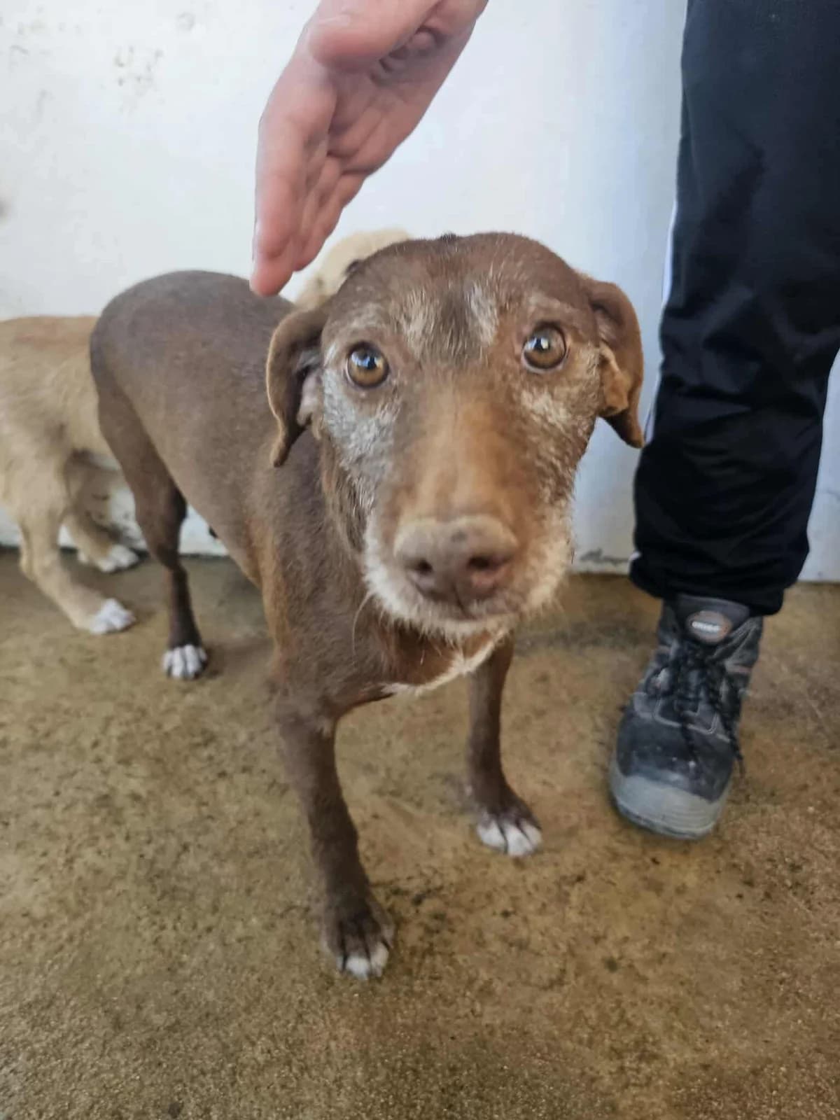 Mamy, female Mixed Breed for adoption at Tierrettung Portugal e.V., Mühlheim am Main