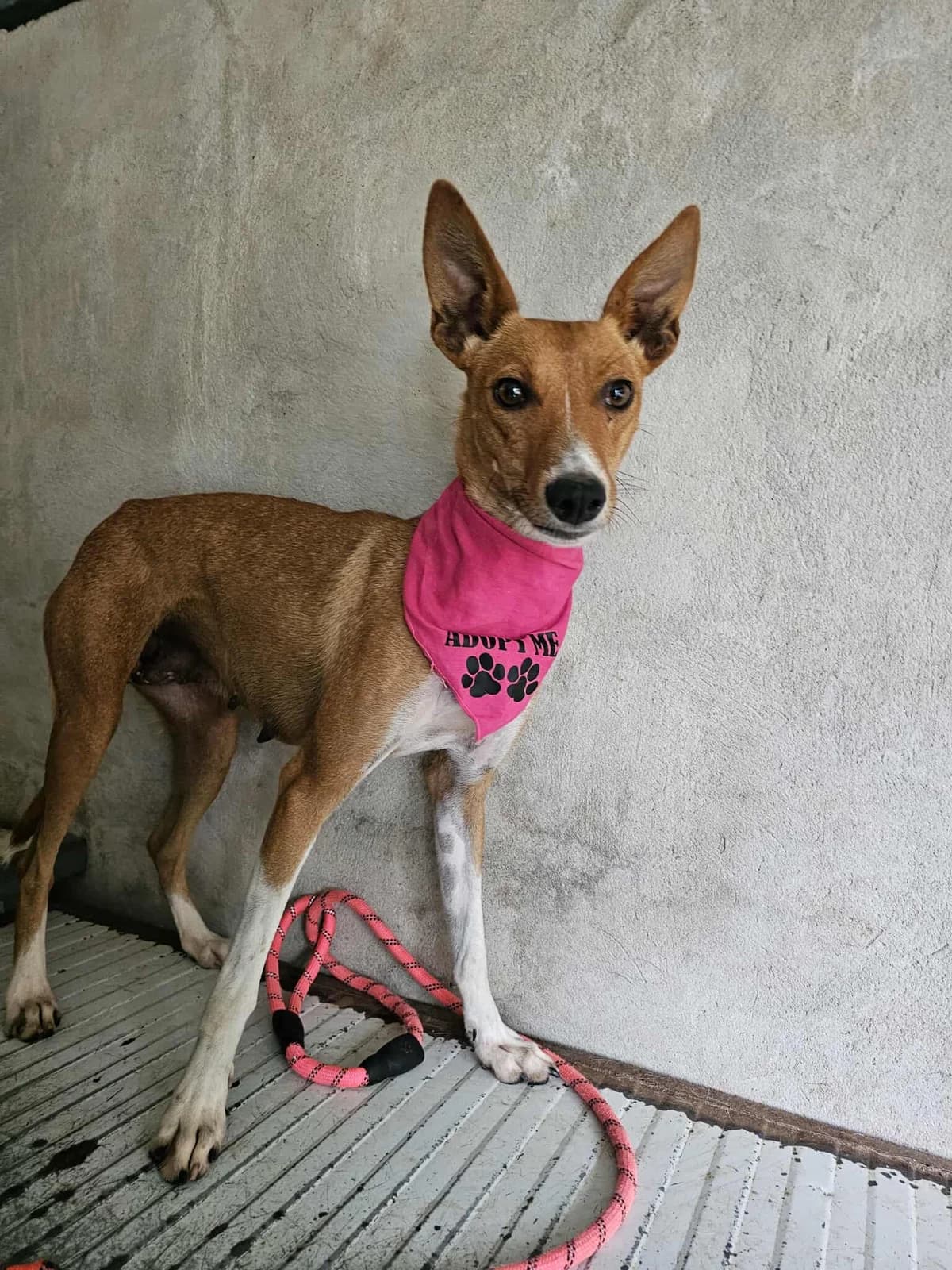 Orla, female Mixed Breed for adoption at Tierrettung Portugal e.V., Mühlheim am Main