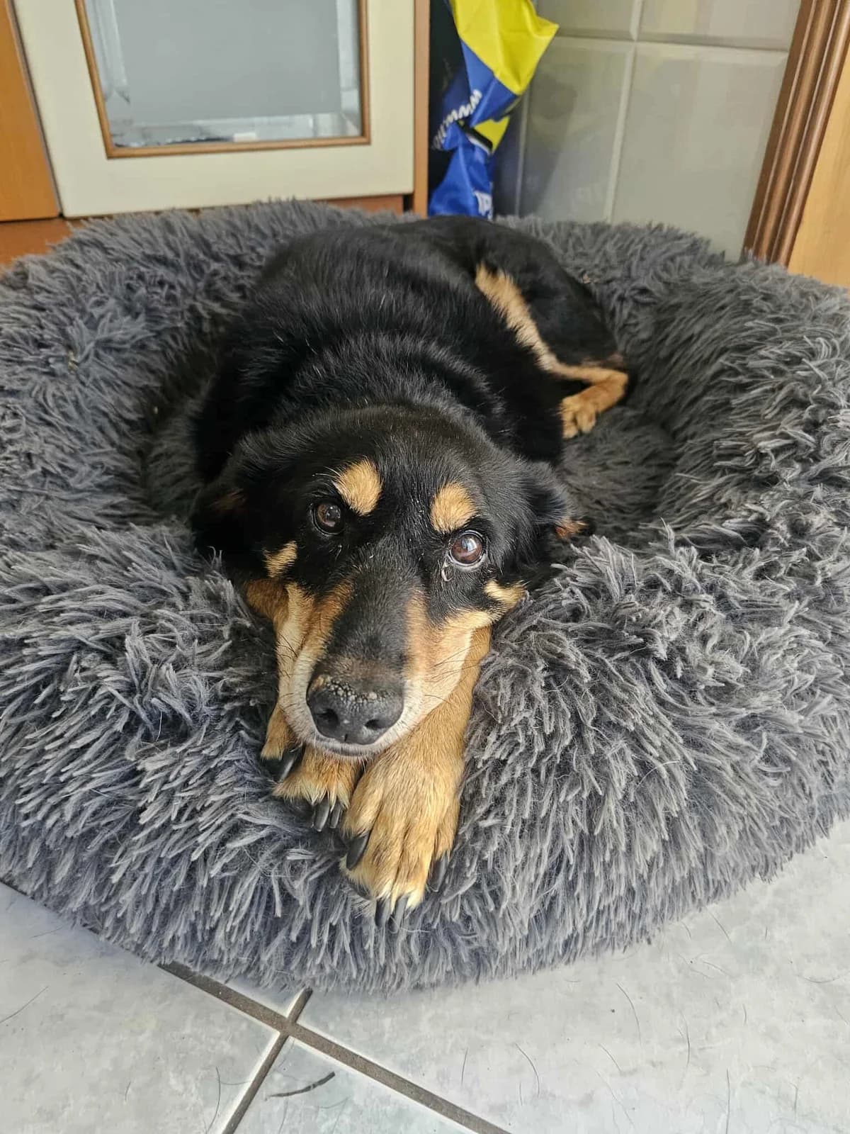 Jade, female Mixed Breed for adoption at Tierrettung Portugal e.V., Mühlheim am Main