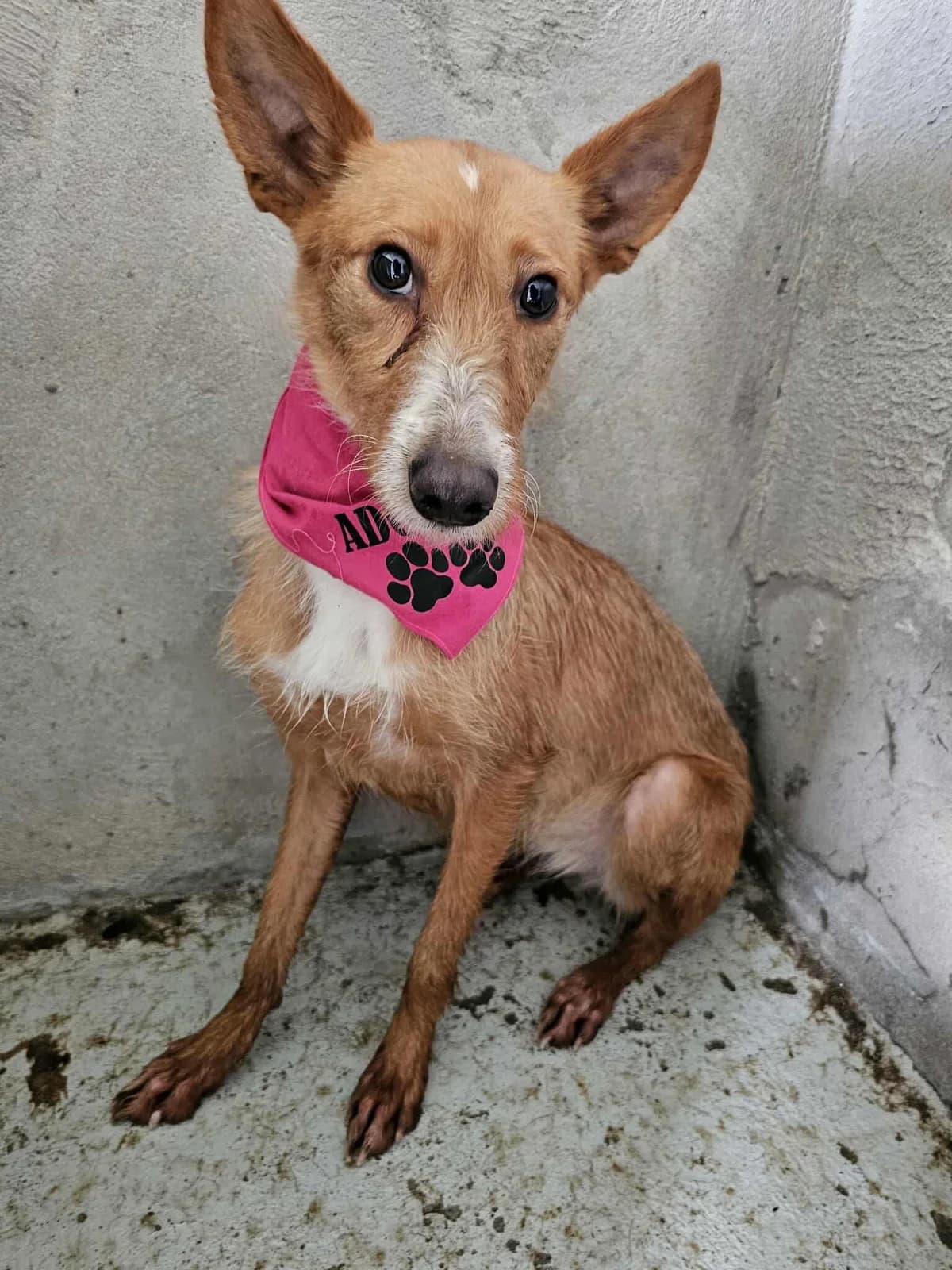 Toquinha, female Mixed Breed for adoption at Tierrettung Portugal e.V., Mühlheim am Main