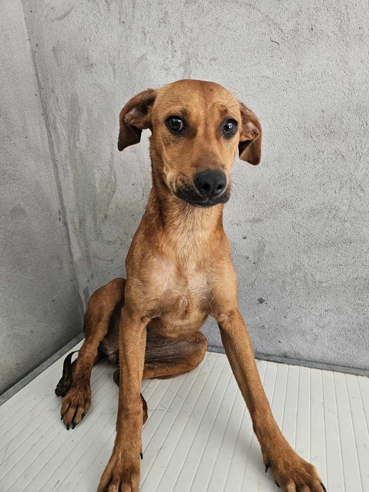 Bela, female Mixed Breed for adoption at Tierrettung Portugal e.V., Mühlheim am Main
