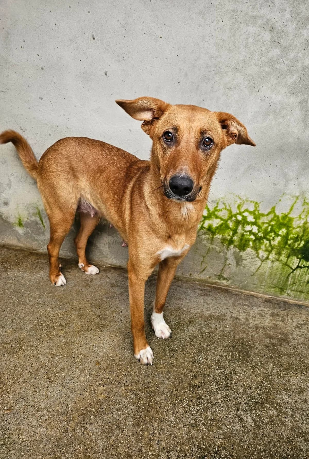 Karina, female puppy Mixed Breed for adoption at Tierrettung Portugal e.V., Mühlheim am Main