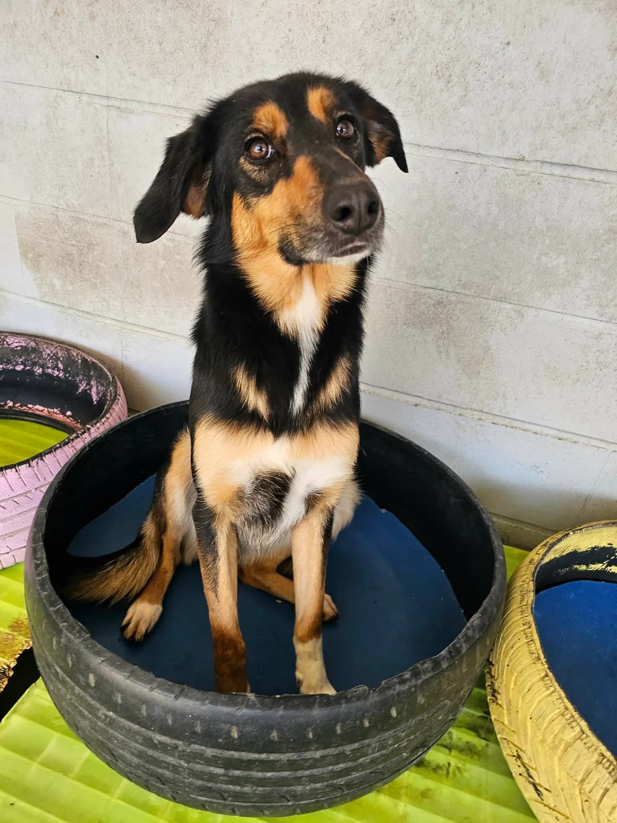 Domenica, female Mixed Breed for adoption at Tierrettung Portugal e.V., Mühlheim am Main