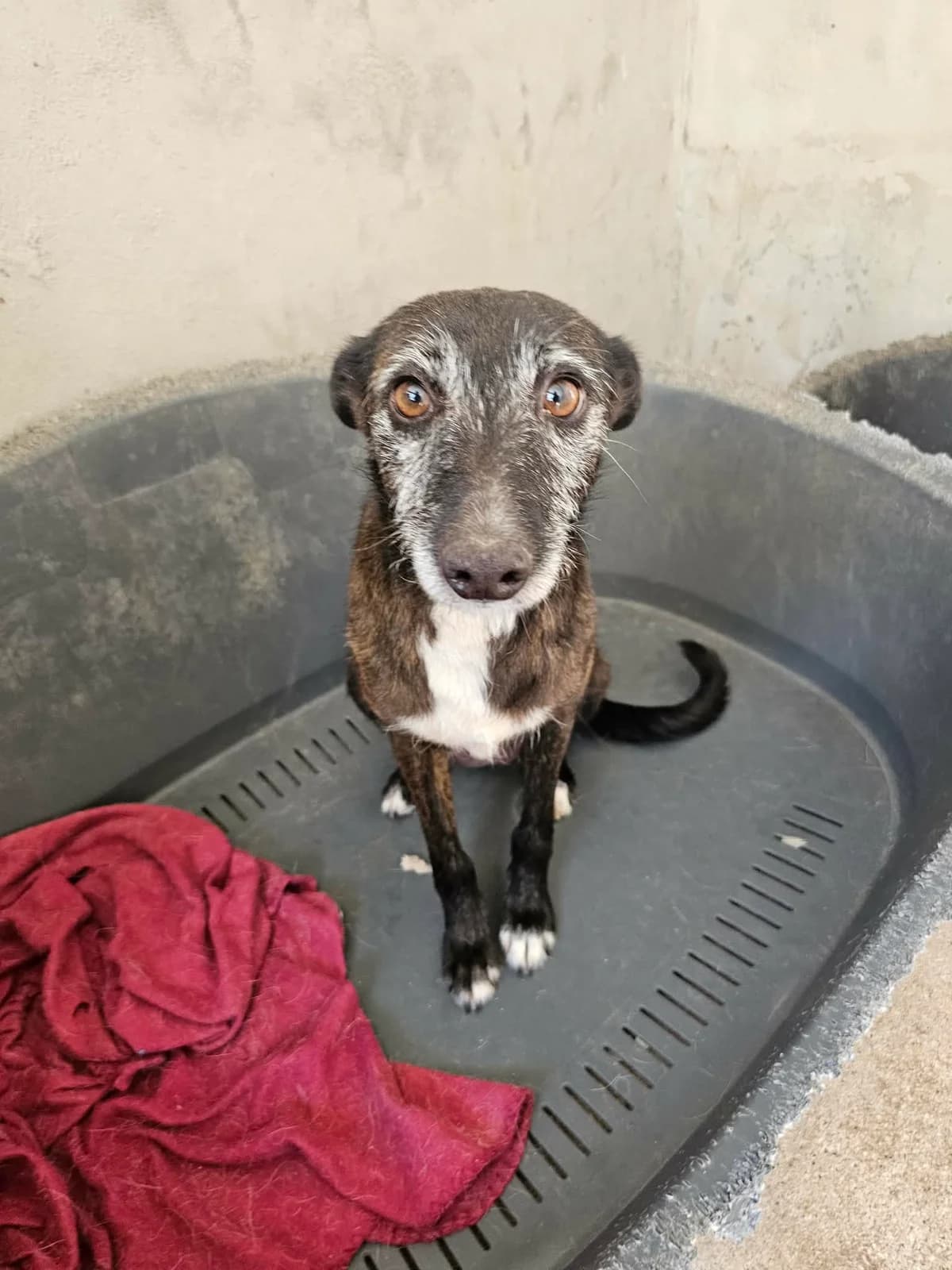 Livy, female Mixed Breed for adoption at Tierrettung Portugal e.V., Mühlheim am Main
