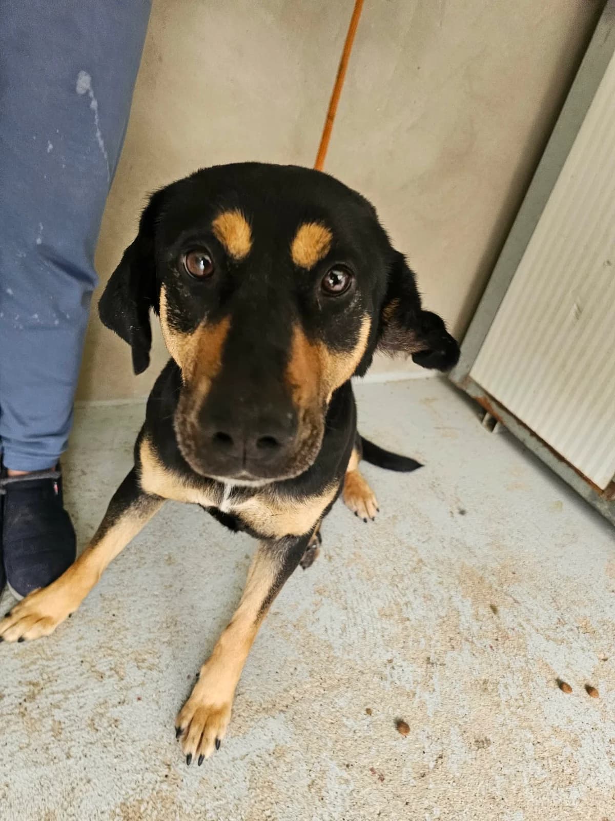 Karminta, female Mixed Breed for adoption at Tierrettung Portugal e.V., Mühlheim am Main
