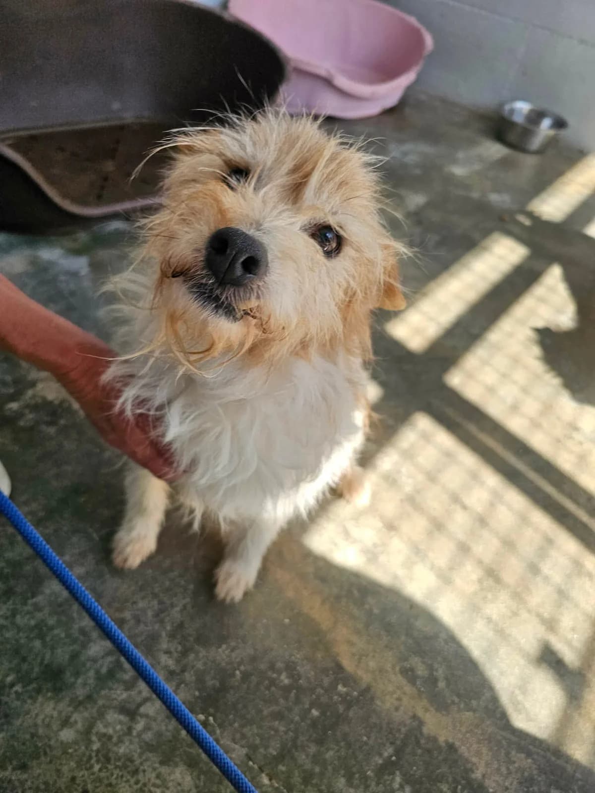 Buffy, female Mixed Breed for adoption at Tierrettung Portugal e.V., Mühlheim am Main