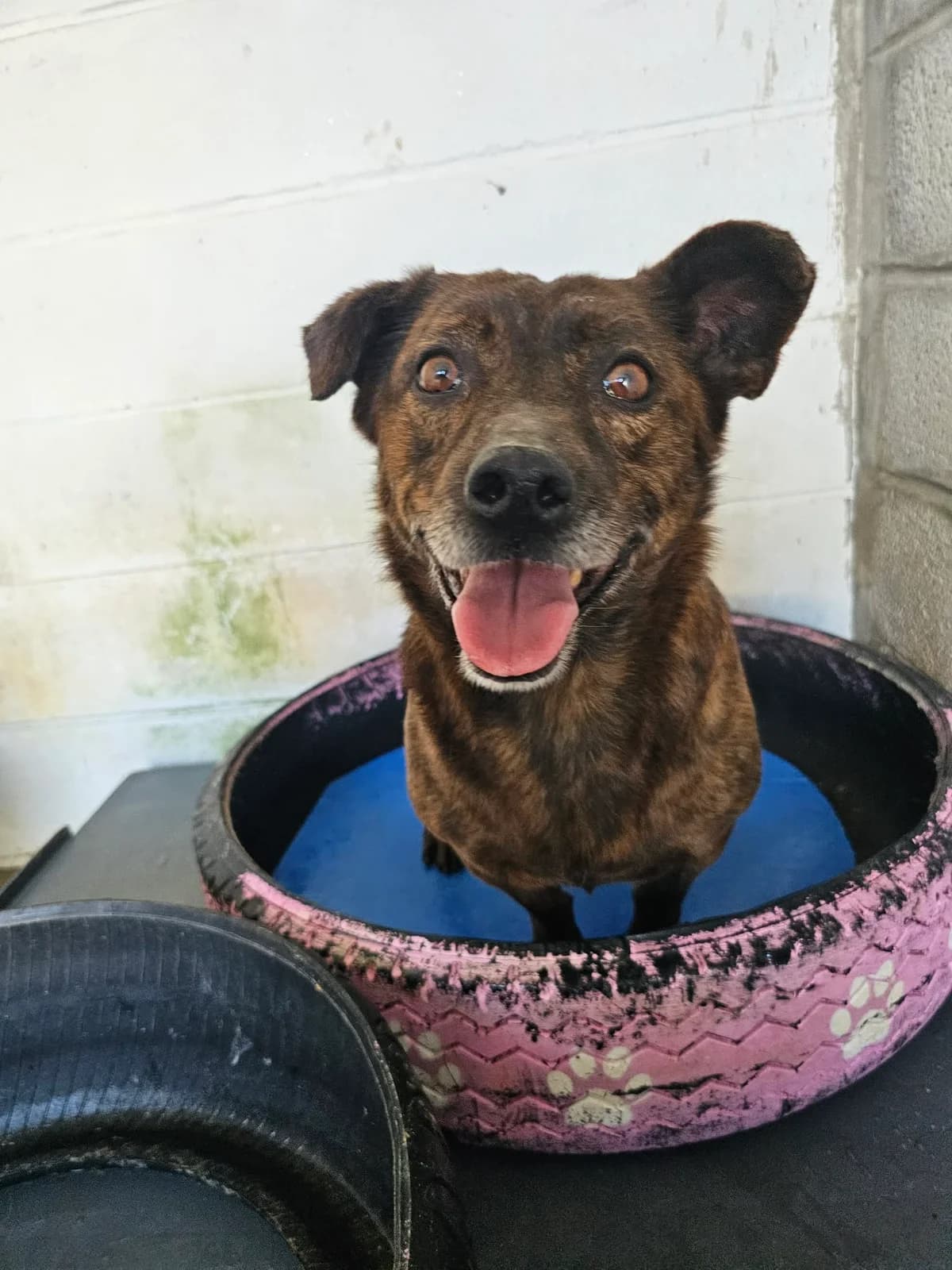 Amanda, female Mixed Breed for adoption at Tierrettung Portugal e.V., Mühlheim am Main