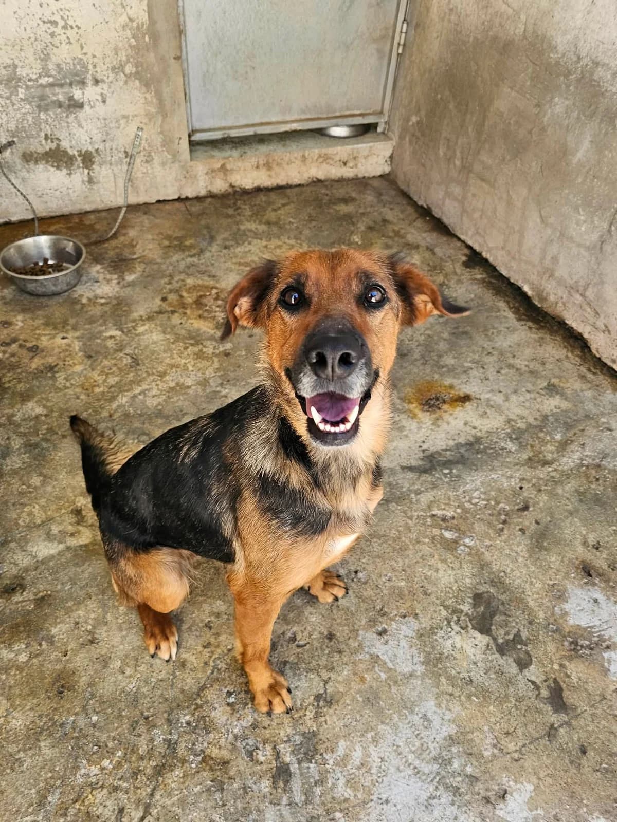 Paola, female Mixed Breed for adoption at Tierrettung Portugal e.V., Mühlheim am Main