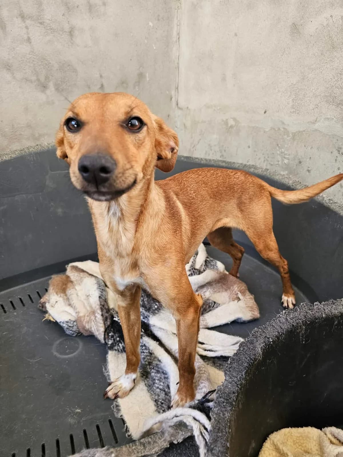 Sissy, female Mixed Breed for adoption at Tierrettung Portugal e.V., Mühlheim am Main