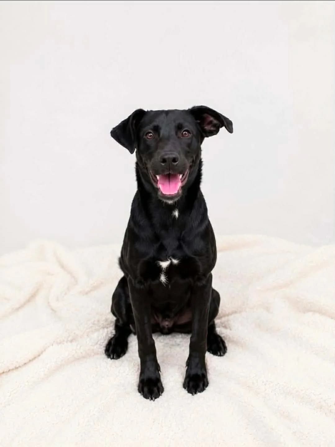 Ute, female Mixed Breed for adoption at Tierrettung Portugal e.V., Mühlheim am Main