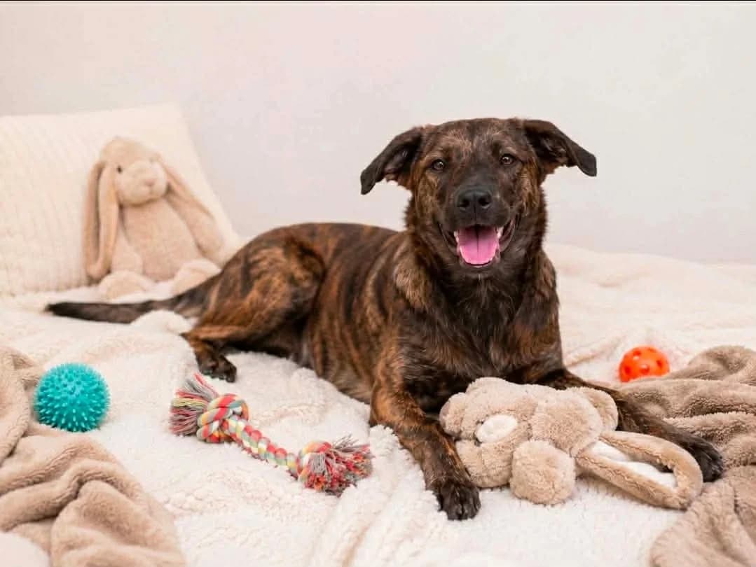 Schnute, female Mixed Breed for adoption at Tierrettung Portugal e.V., Mühlheim am Main