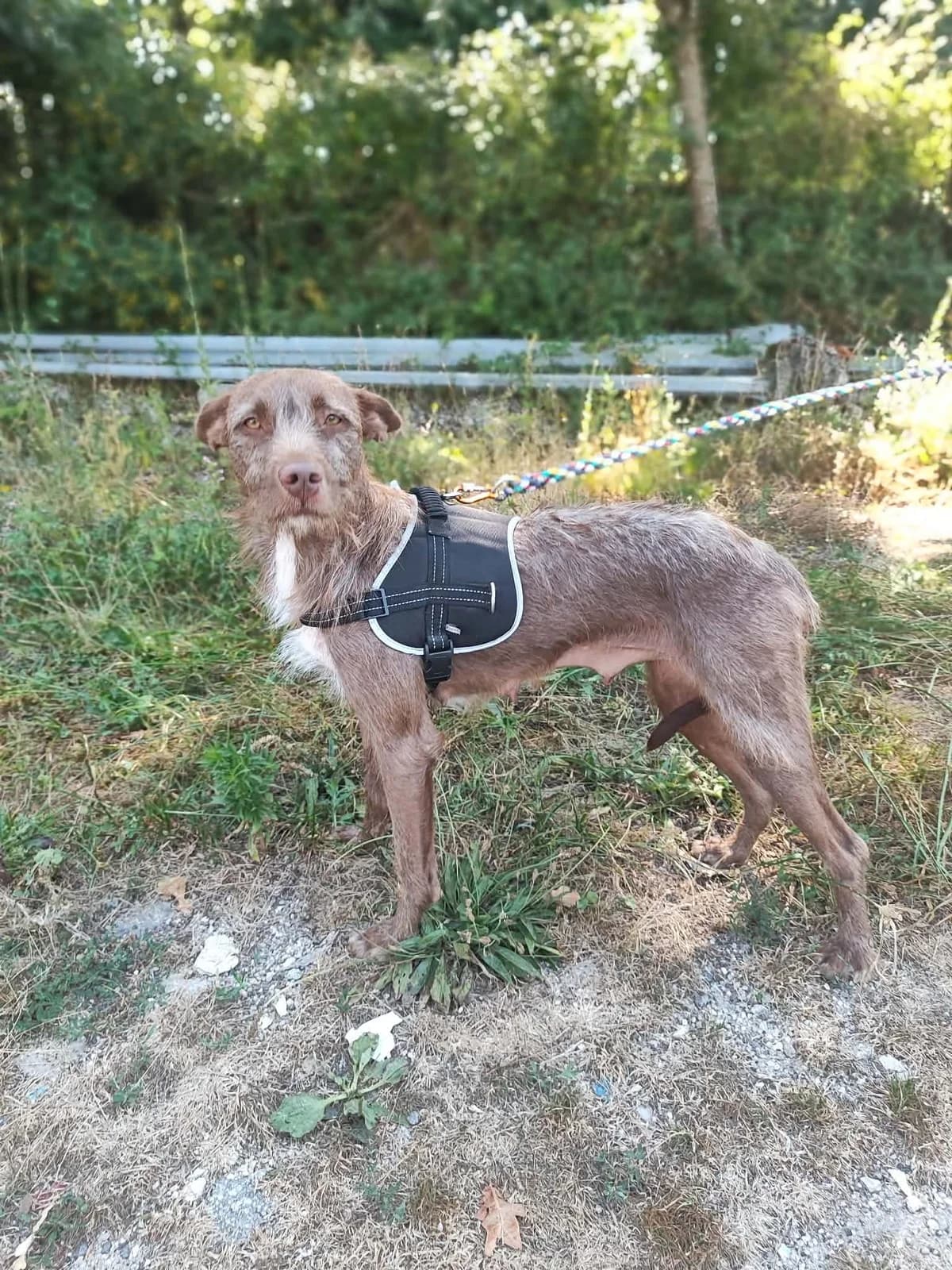 Alva, female Mixed Breed for adoption at Tierrettung Portugal e.V., Mühlheim am Main